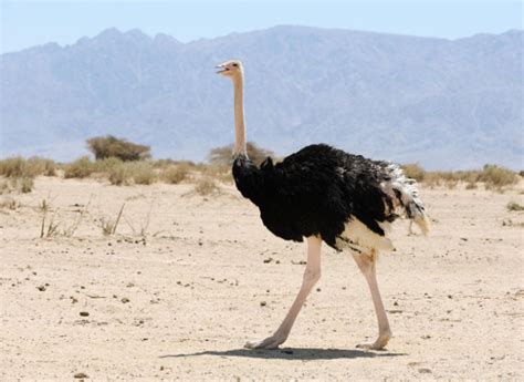 Datos sobre las avestruces   Cuanto viven los animales