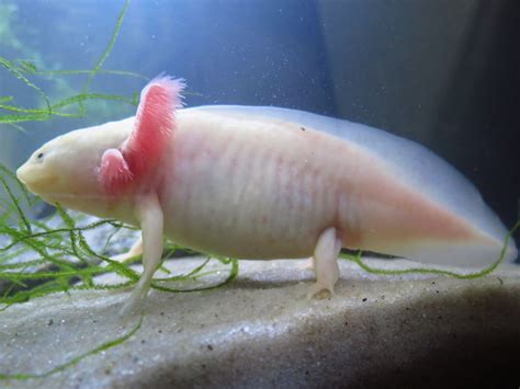 Datos sobre los axolotls   Cuanto viven los animales