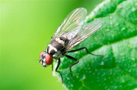 Datos sorprendentes sobre el placer sexual de las moscas | Cinco Noticias