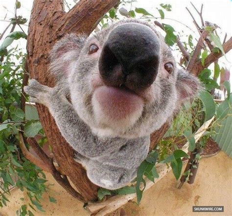 De ce este fauna Australiei unica? | EcoMagazin.ro