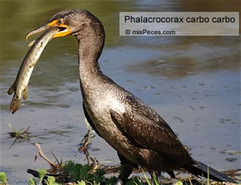 De cormoranes, y otros predadores
