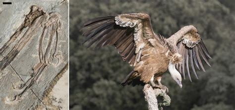 De dinosaurios a aves: un nuevo estudio español explica su evolución ...