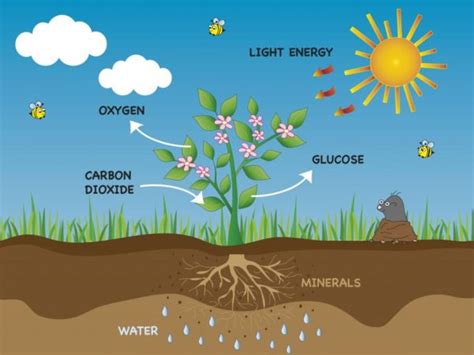 De dónde proviene el oxígeno liberado en la fotosíntesis ...