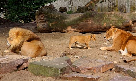 ¿De dónde vienen los animales del zoológico? | zoosmedia