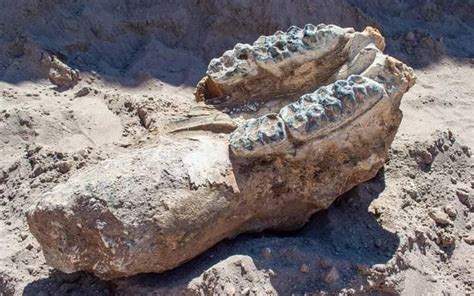 De mastodonte, fósil encontrado en Meoqui   El Heraldo de Chihuahua ...