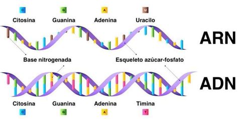¿De que estan compuestos los ácidos nucleicos? ¿como son sus ...