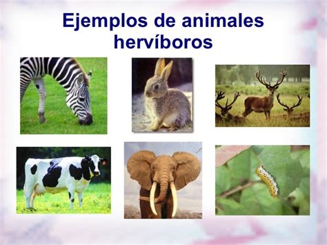 ¿De que se alimentan los animales?