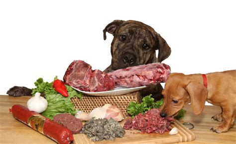 ¿De verdad los perros necesitan tanta carne? El blog de ...