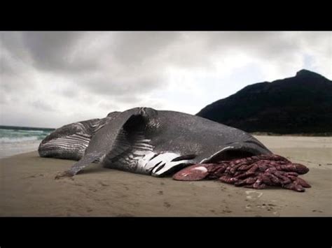 Dead Whale Explosion on Dutch Beach   YouTube