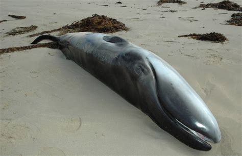 Dead whale to help research | The Standard