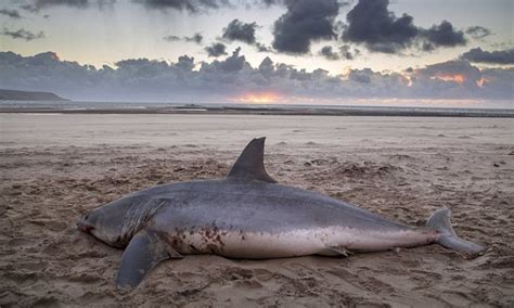 Deadly 10ft Mako shark found washed up on picturesque ...