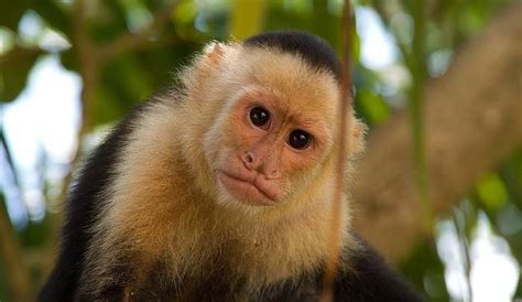 ¿Deben ser los monos considerados como mascotas?   Mascotalia
