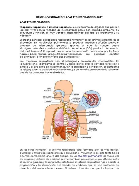 Deber Investigacion Aparato Respiratorio 2019 Aparato Respiratorio ...