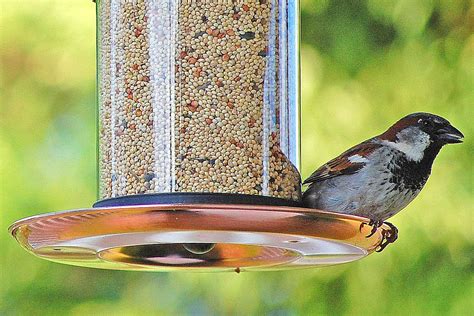 Debunk 12 Myths About Feeding Birds
