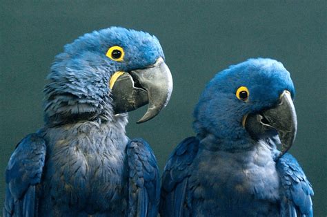 Declaran extinto de su hábitat natural al ave azul que inspiró la ...