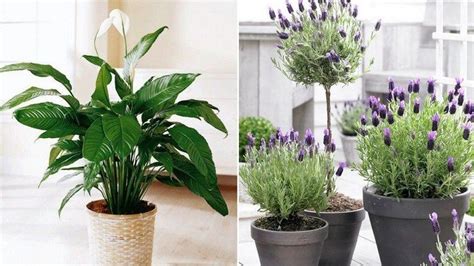 Decoração com plantas: saiba quais espécies fazem bem à ...