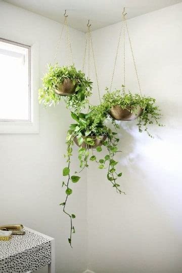 Decoracion con plantas para interiores feng shui