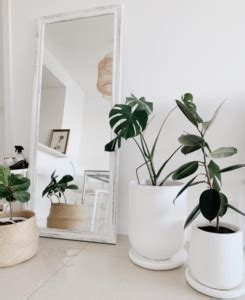 Decoración y Feng Shui: qué plantas elegir para interior  y cuáles ...