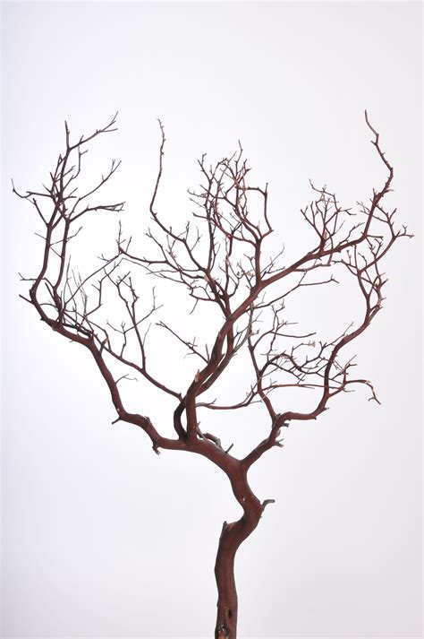 Decorative Branches | Manzanita branches, Branch decor ...