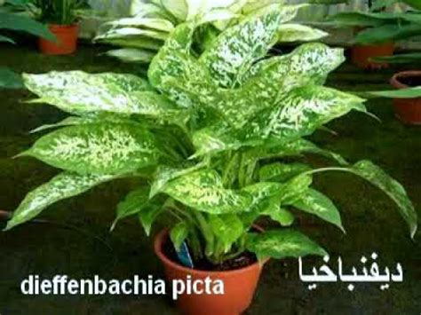Decorative Plants For Home & Names of Ornamental Plants ...