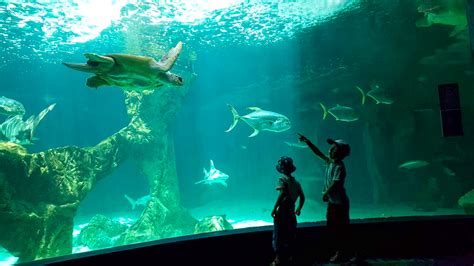 Découvrez le zoo aquarium de Madrid avec les enfants