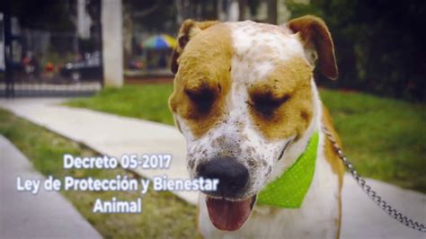 Decreto 05 2017: Ley de Protección y Bienestar Animal.   YouTube