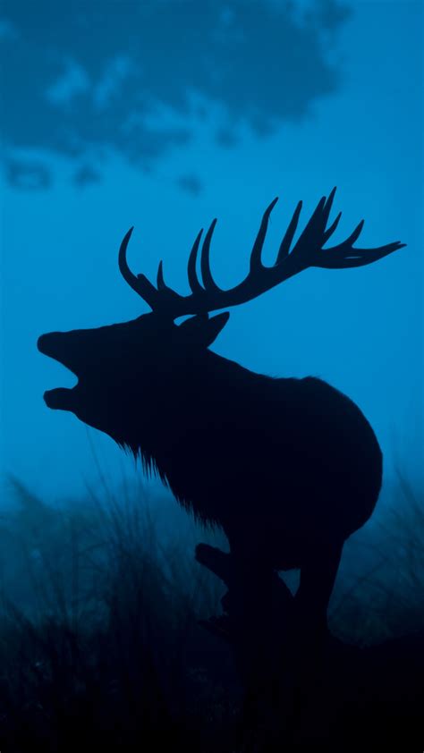 Deer Silhouette 4K Wallpapers | HD Wallpapers | ID #18914