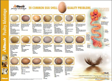 Defectos de calidad en los huevos de gallina