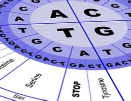 Definición de ácidos nucleicos   Qué es, Significado y Concepto