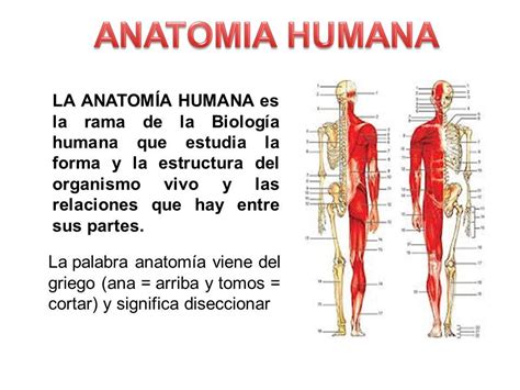 Definición de anatomia. | Definicion de anatomia, Anatomía, Concepto de ...
