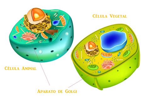 Definición de Aparato de Golgi   Qué es y Concepto