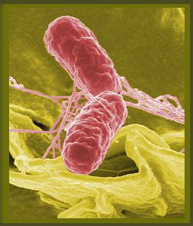 Definición de Bacterias   Qué es y Concepto