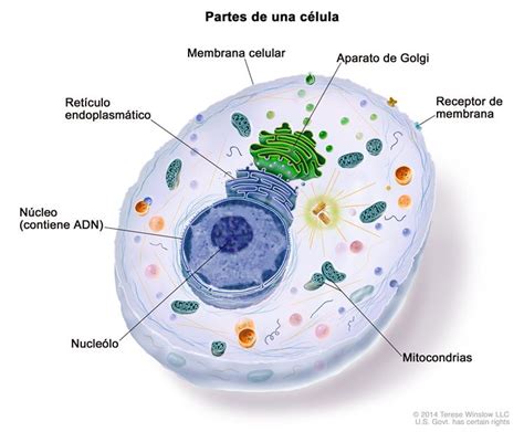 Definición de célula   Diccionario de cáncer   National ...