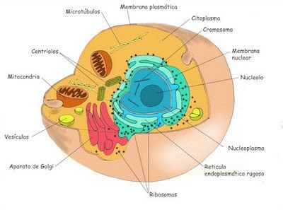 Definición de Célula eucariota   Qué es y Concepto
