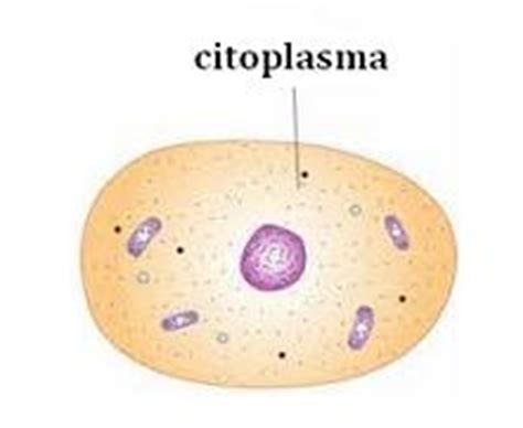 Definición de citoplasma   Qué es, Significado y Concepto