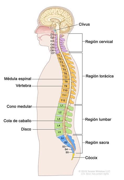 Definición de columna vertebral   Diccionario de cáncer ...