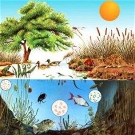 Definición de Ecosistema » Concepto en Definición ABC