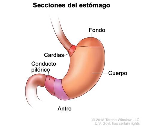 Definición de estómago   Diccionario de cáncer   National ...