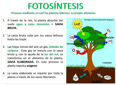 Definición de fotosíntesis   La fotosíntesis