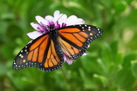 Definición de Mariposa Monarca » Concepto en Definición ABC