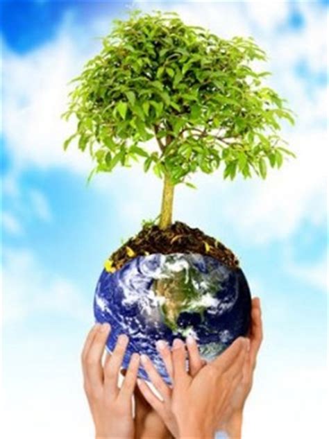 Definición de Medio Ambiente   Qué es y Concepto