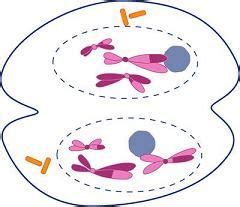 Definición de mitosis   Qué es, Significado y Concepto