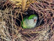 Definición de nido   Qué es, Significado y Concepto