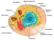 Definición de núcleo celular   Qué es, Significado y Concepto
