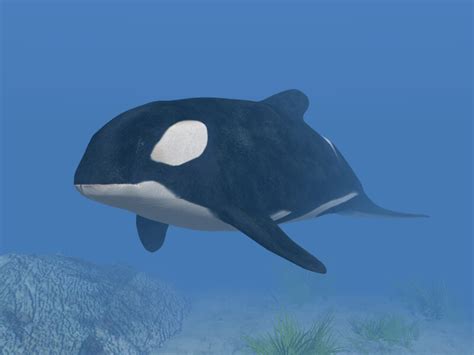 Definición de Orca » Concepto en Definición ABC
