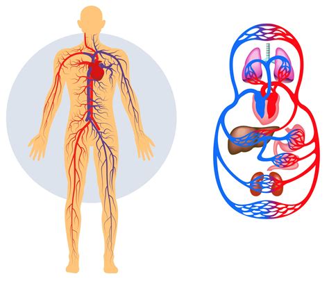 Definición de Sistema Circulatorio » Concepto en ...