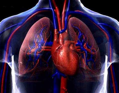 Definición de Sistema Circulatorio » Concepto en ...