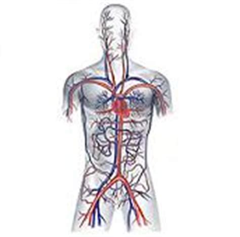 Definición de sistema circulatorio   Qué es, Significado y ...