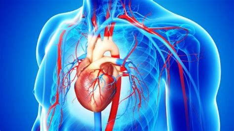 Definición del sistema circulatorio   Sistema circulatorio