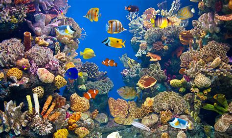 Definition of an Aquatic Ecosystem | Sciencing
